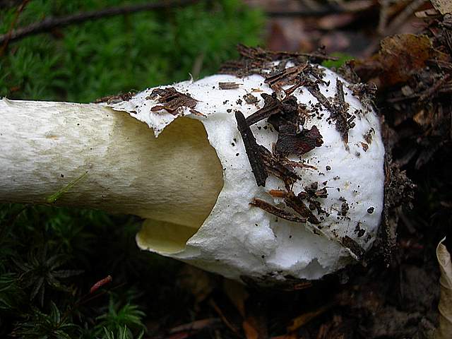 I  Funghi della collina pianeggiante